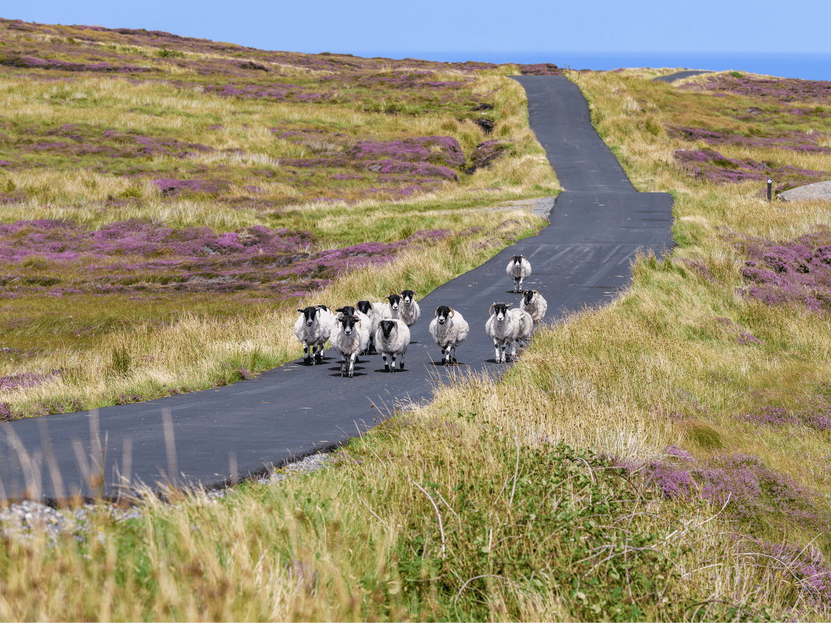 Holiday Villages Ireland: No.1 Charming Seaside and Rural Getaways